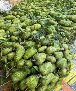 Thu hoạch trái mãng cầu xiêm Thái già chín cây tại vườn Cây Giống Phúc An