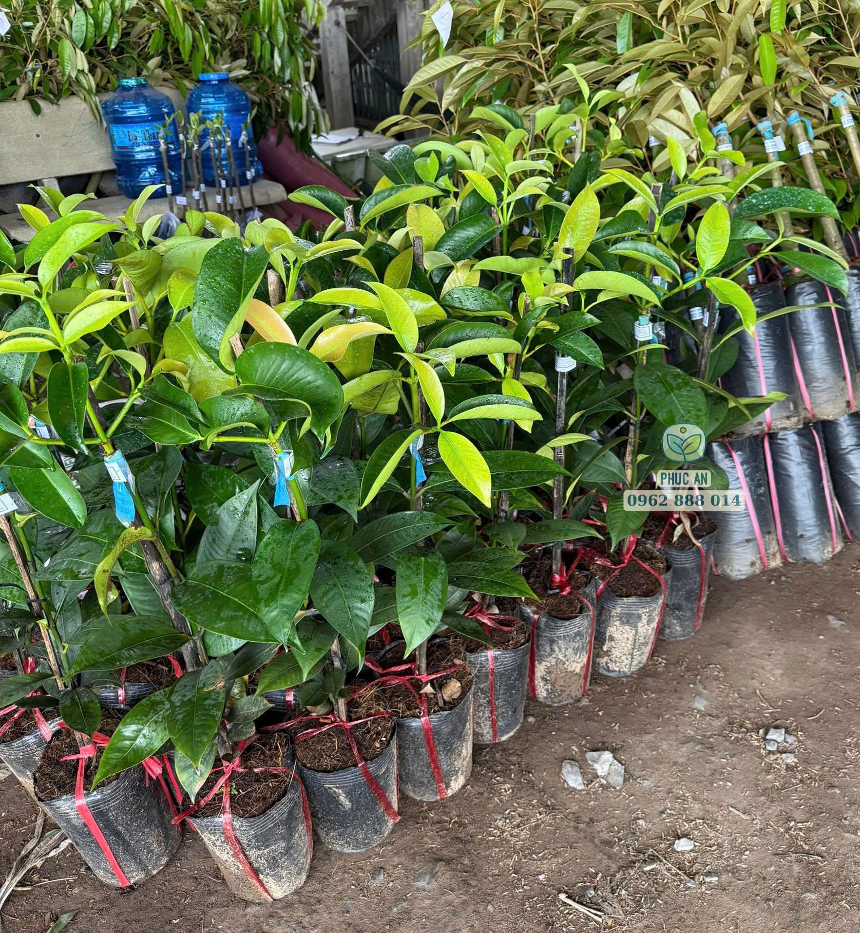 Lô cây giống măng cụt thái ghép được Phúc An giao cho khách