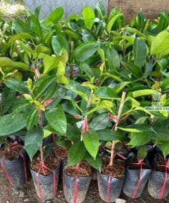 Cây măng cụt Thái giống ghép bầu rễ ổn định nhà vườn Phúc An