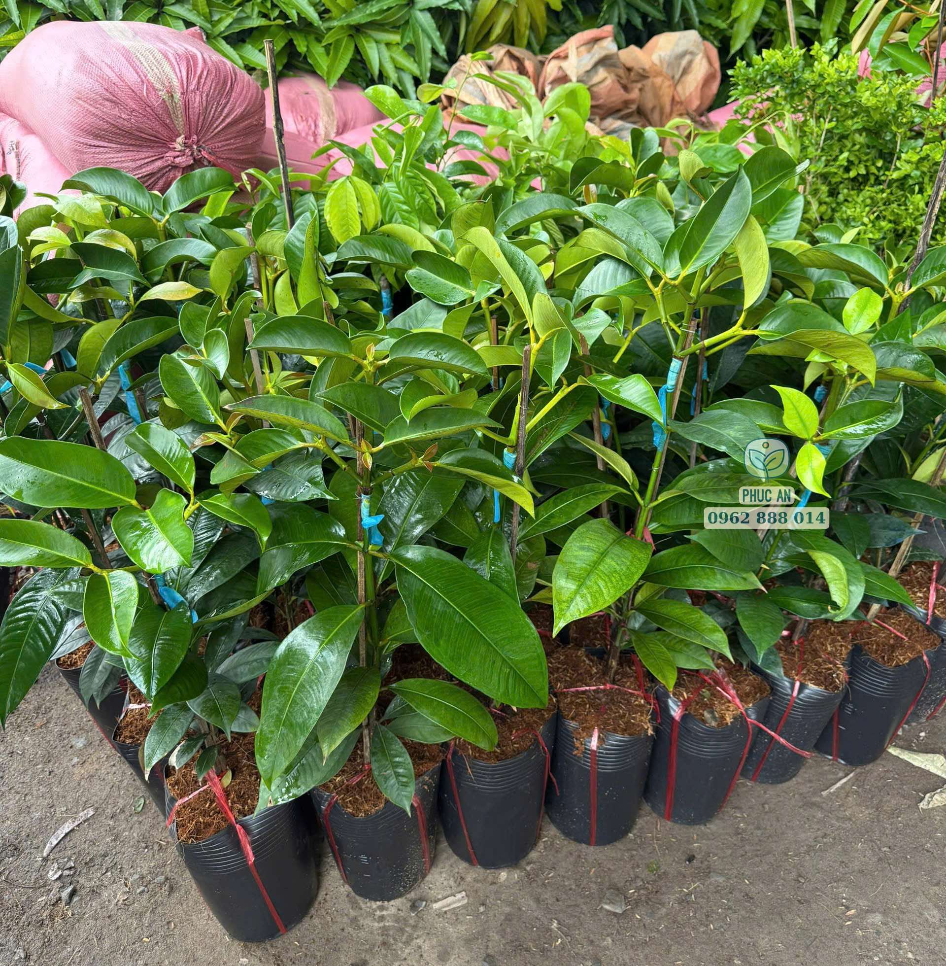 Hàng cây giống măng cụt Thái chuẩn bị giao khách của Phúc An