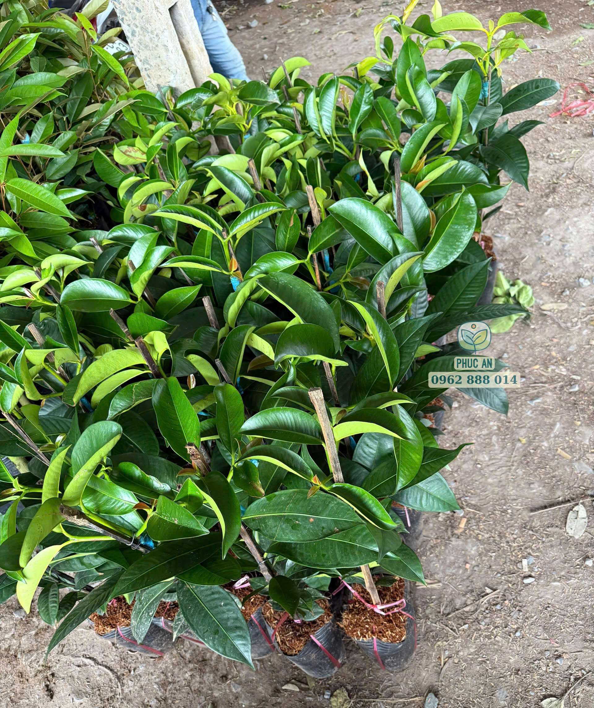 Vựa cây giống măng cụt Thái chất lượng cao tại Phúc An