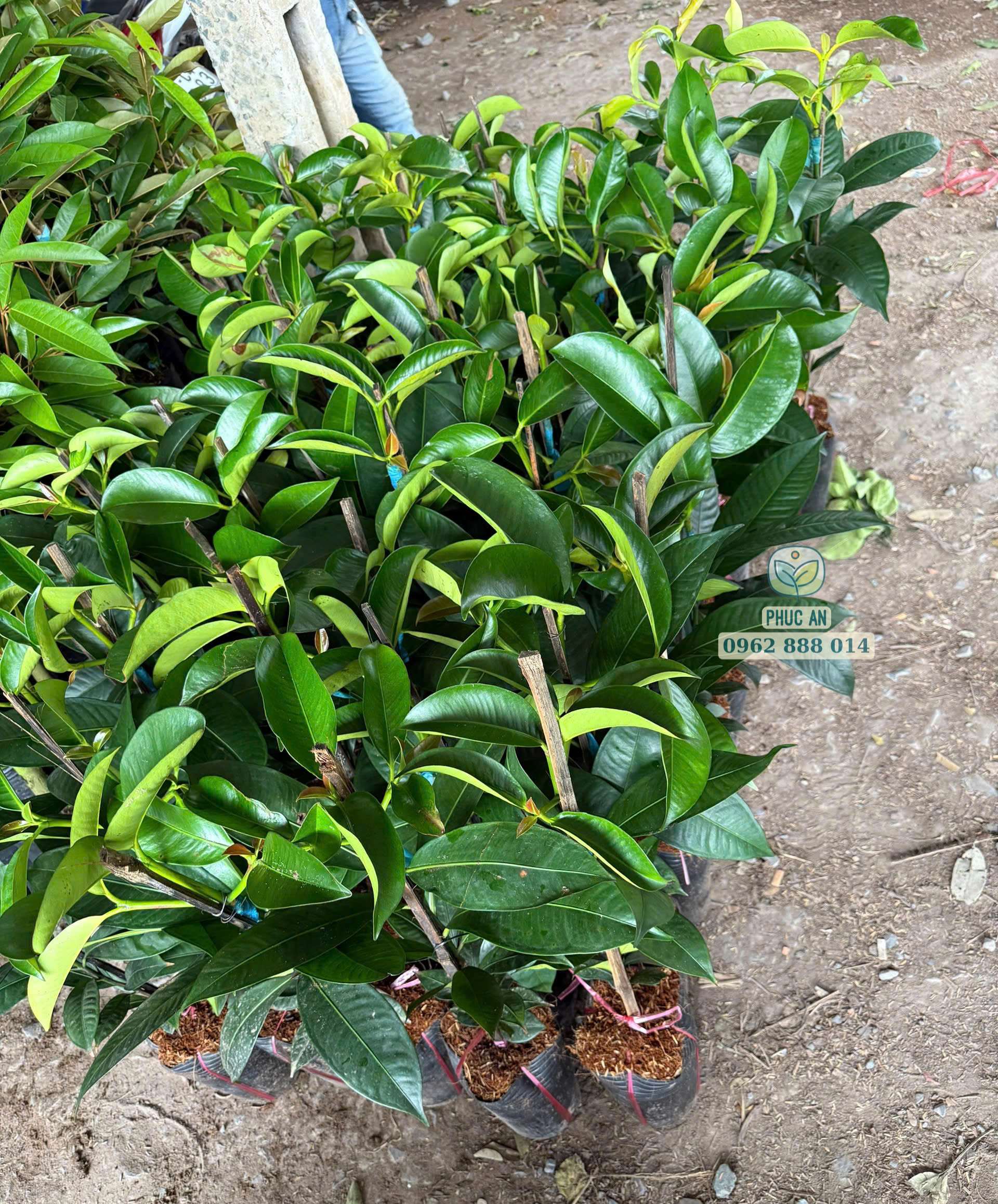 Lô cây giống măng cụt Thái số lượng lớn tại vườn Phúc An