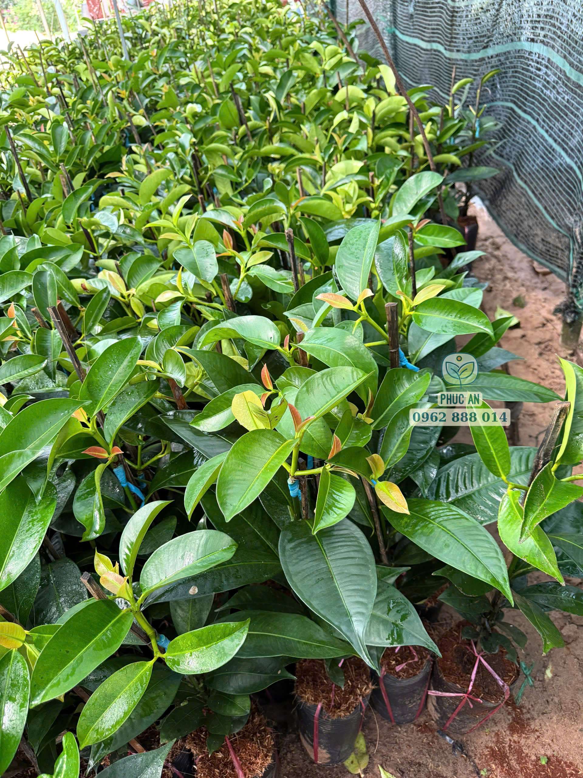 Cây giống măng cụt Thái dễ trồng nhanh lớn tại Cây Giống Phúc An