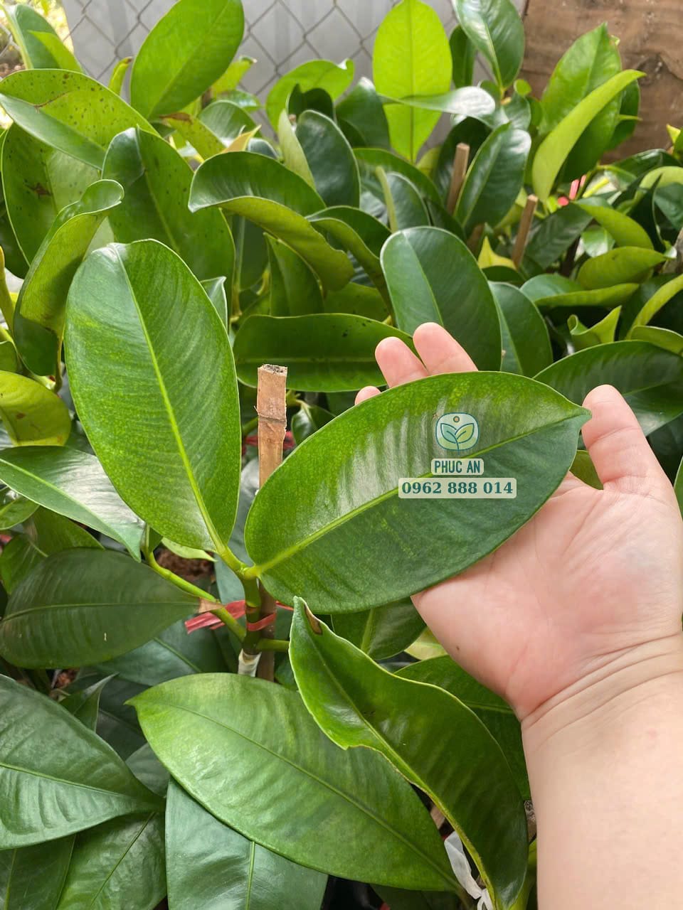 Hình ảnh lá cây măng cụt Thái ghép sinh trưởng tốt tại Phúc An