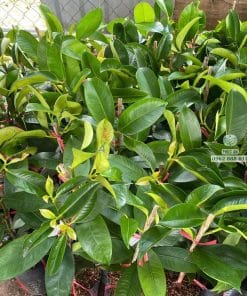 Cây măng cụt Thái ghép gốc khỏe vươn đọt mạnh Cây Giống Phúc An