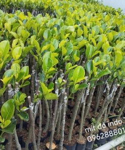 Vườn ươm cây giống mít ruột đỏ Indo số lượng lớn của Cây Giống Phúc An