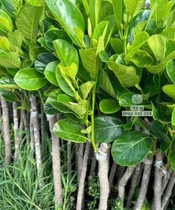 Cây giống mít ruột đỏ Indo lá xanh khỏe thích nghi tốt tại vườn ươm Phúc An