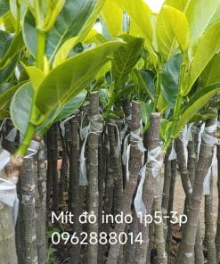 Cây giống mít ruột đỏ Indo xanh tốt rễ đâm xuyên bầu khỏe mạnh được Phúc An chuẩn bị sẵn sàng giao đi xa