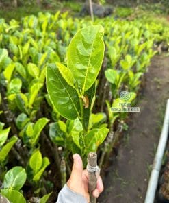 Cây giống mít Thái ra đọt non xanh mướt phát triển tốt tại Phúc An