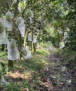 Cây giống mít Thái trồng thực tế phát triển tốt, sai trĩu quả, lá xanh quanh năm tại Phúc An