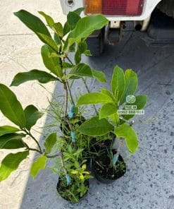 Cây giống mít tố nữ đủ tuổi xuất vườn chiều cao đạt chuẩn Phúc An