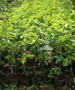 Lô cây giống na sầu riêng sinh trưởng tốt bầu rễ khỏe mạnh chuẩn bị giao khách tại Phúc An