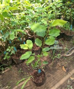 Cây giống na sầu riêng sinh trưởng nhanh vượt trội tại vườn ươm Phúc An