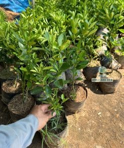 Cây giống tắc bánh xe ra đọt non xanh mướt phát triển tốt tại vườn Phúc An
