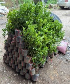 Lô cây giống tắc bánh xe sinh trưởng tốt bầu rễ khỏe mạnh chuẩn bị giao khách tại Phúc An