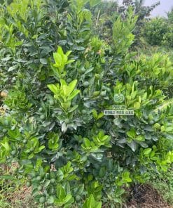 Cây giống tắc bánh xe sinh trưởng nhanh vượt trội tại vườn ươm Phúc An