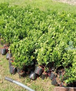 Cây giống tắc bánh xe sinh trưởng nhanh vượt trội tại vườn ươm Phúc An