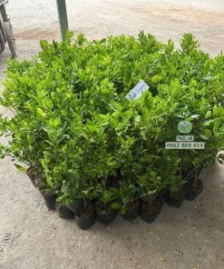 Cây giống tắc bánh xe xanh tốt rễ đâm xuyên bầu khỏe mạnh được Phúc An chuẩn bị sẵn sàng giao đi xa
