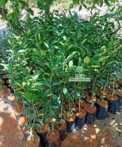 Cây giống tắc không hạt lá xanh tốt phát triển đều tại vườn Phúc An