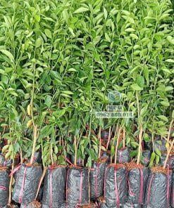 Lô cây giống tắc không hạt bộ lá xanh khỏe dày dặn tại Cây Giống Phúc An