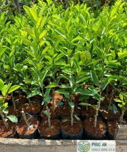 Vườn ươm cây giống tắc không hạt số lượng lớn của Cây Giống Phúc An