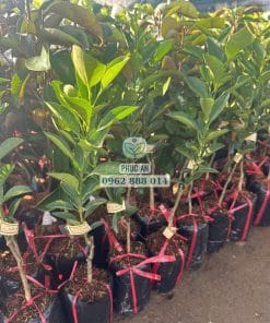 Cây giống tắc không hạt chuẩn, chất lượng cao cho trái ngọt đạt sản lượng lớn tại Phúc An