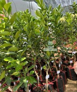 Cây giống tắc không hạt giống chuẩn đầu dòng sinh trưởng mạnh, năng suất cao Phúc An