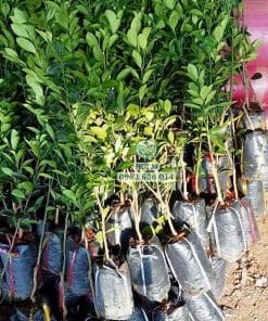 Cây giống tắc không hạt đề kháng tốt ít sâu bệnh phát triển mạnh mẽ tại Phúc An