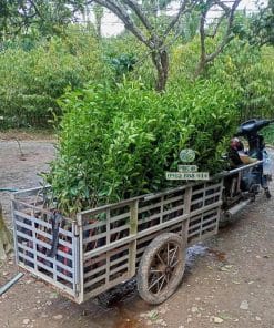 Chuẩn bị đơn hàng cây giống tắc không hạt chất lượng cao được Phúc An giao tận tay nhà vườn
