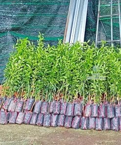 Lô cây giống tắc không hạt sinh trưởng tốt bầu rễ khỏe mạnh chuẩn bị giao khách tại Phúc An