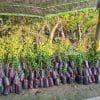 Cây giống tắc không hạt xanh tốt rễ đâm xuyên bầu khỏe mạnh được Phúc An chuẩn bị sẵn sàng giao đi xa