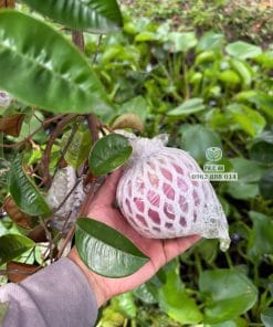 Cận cảnhư trái vú sữa mica già chuẩn bị đến mùa thu hoạch tại Phúc An
