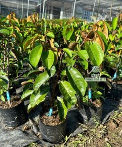 Chuẩn bị đơn hàng cây giống vú sữa mica chất lượng cao được Phúc An giao tận tay nhà vườn