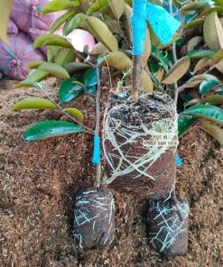 Cây giống vú sữa mica khỏe khoắn thích nghi khí hậu tốt tại Phúc An