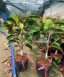 Cây giống vú sữa mica sinh trưởng nhanh vượt trội tại vườn ươm Phúc An