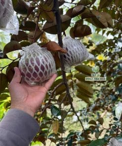 Những trái vú sữa mica sai trĩu cành tại vườn cây giống Phúc An