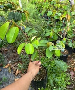 Cây giống vú sữa mica ra đọt non xanh mướt phát triển tốt tại vườn Phúc An