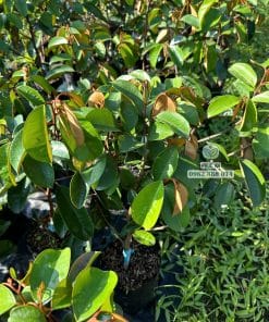 Lô cây giống vú sữa mica bộ lá xanh khỏe dày dặn tại Cây Giống Phúc An