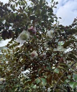 Cây giống vú sữa mica chuẩn, chất lượng cao cho trái ngọt đạt sản lượng lớn tại Phúc An