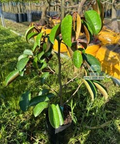 Cây giống vú sữa mica tán lá xanh tốt phát triển đều tại vườn Phúc An