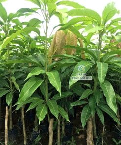 Vườn ươm cây giống xoài cát chu số lượng lớn của Cây Giống Phúc An