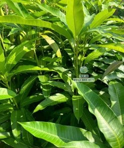 Lô cây giống xoài cát chu bộ lá xanh khỏe dày dặn tại Cây Giống Phúc An