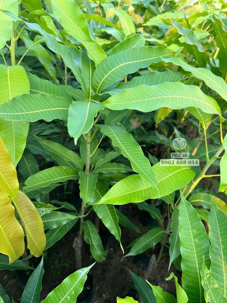 Cây giống xoài cát Hòa Lộc ra đọt non xanh mướt phát triển tốt tại vườn Phúc An