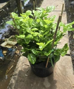 Hoa lài ta chậu c9