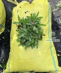 Cận cảnh lá cỏ gừng Thái khỏe mạnh, không sâu bệnh