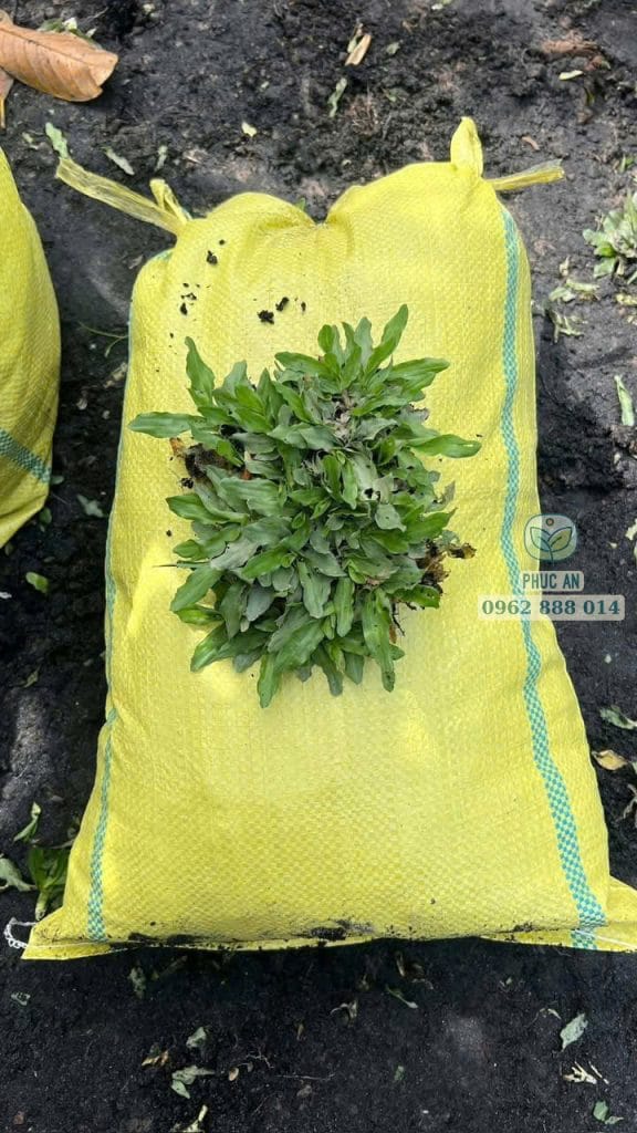 Cận cảnh lá cỏ gừng Thái khỏe mạnh, không sâu bệnh