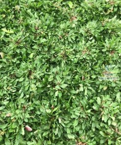 Cỏ lá gừng Thái chịu bóng râm cho sân vườn biệt thự
