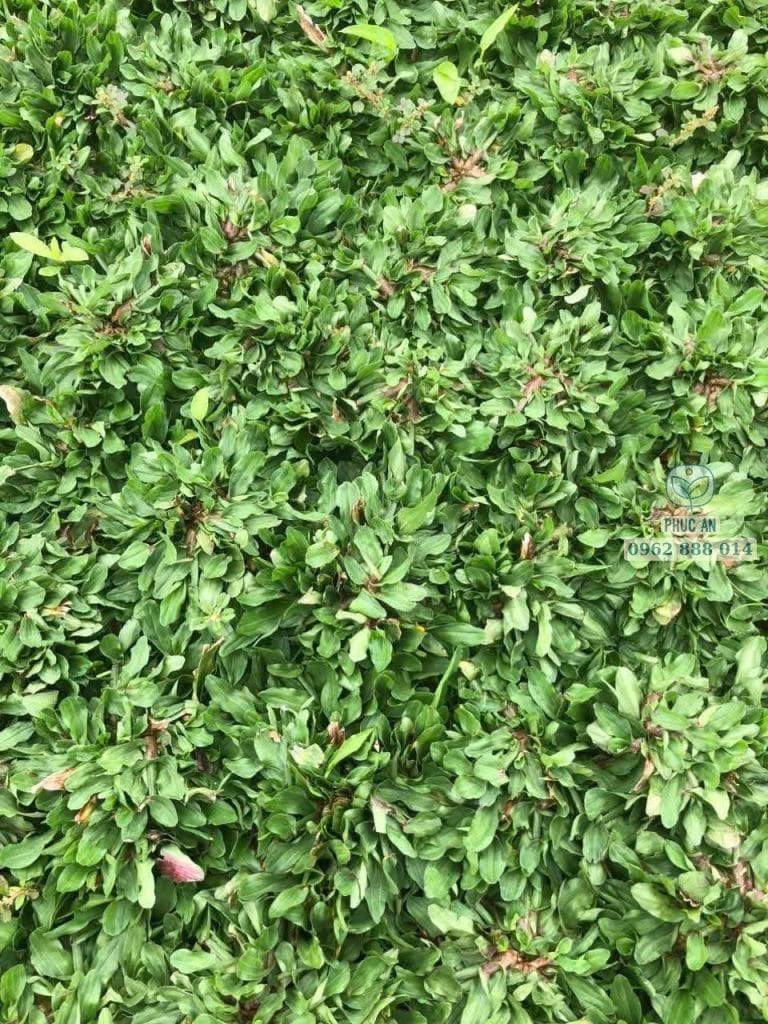 Cỏ lá gừng Thái chịu bóng râm cho sân vườn biệt thự