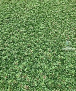 Cung cấp cỏ lá gừng Thái số lượng lớn cho công trình