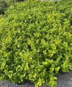 Hoa lài ta - Cây giống Phúc An